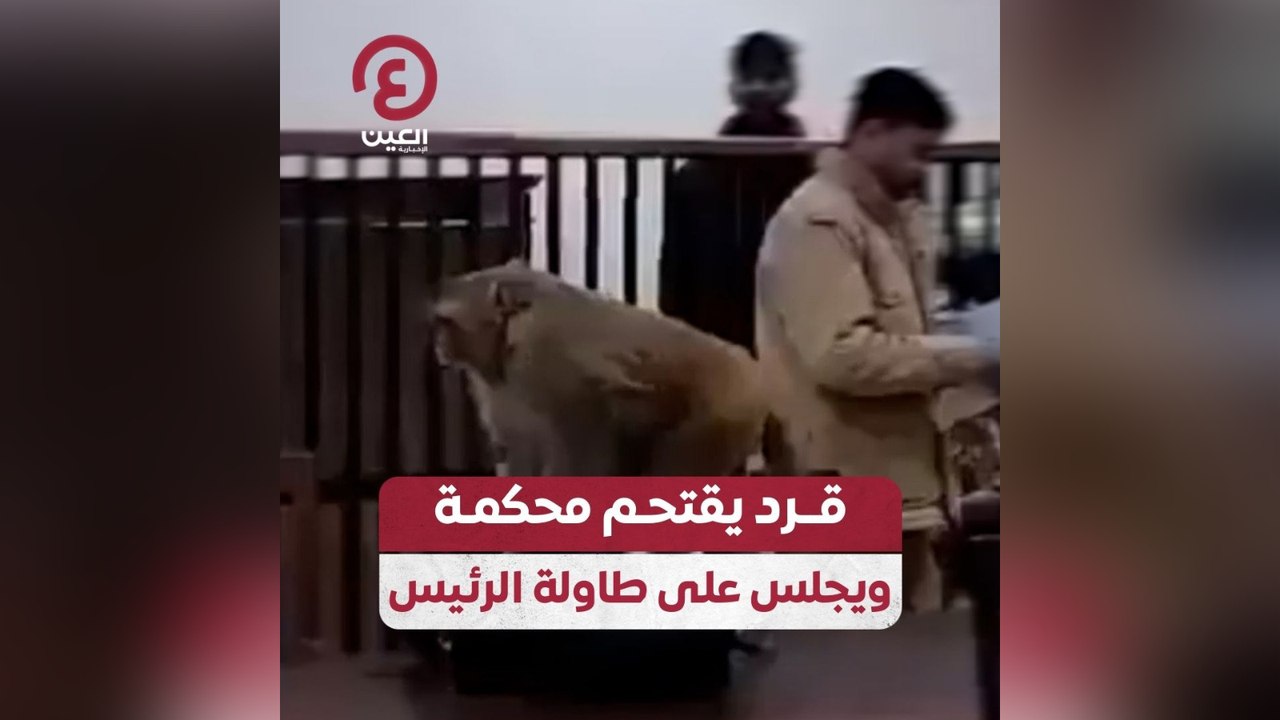 قرد يقتحم محكمة ويجلس على طاولة الرئيس