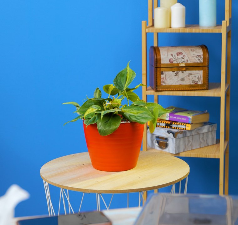 Idées de jardinage astucieuses pour les petits espaces et les grands rêves !