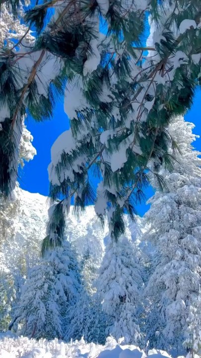 BALADE dans les sous bois de Banff