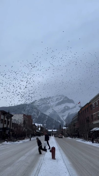 DANSE entre oiseaux au Canada