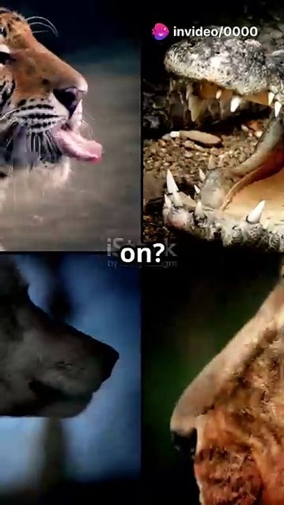 Tiger vs Gorilla vs Crocodile_ Epic Show