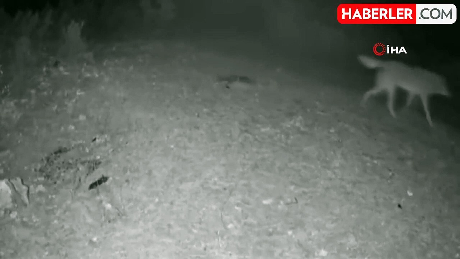 Çankırı'da Yaban Hayvanları Fotokapanlarla Görüntülendi