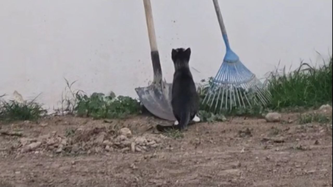Cat’s hilarious attempt to catch bird nearly ends in an embarrassing fall
