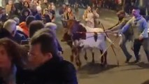 Momento de la estampida de bueyes en la Cabalgata de Arenas de San Pedro, en Ávila