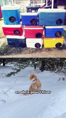 Ils sauvent du froid les chats de son quartier