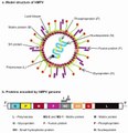 Human metapneumovirus. Virus HMPV. HMPV Virus. Virus Human metapneumovirus. Human metapneumovirus Virus. HMPV Virus Structure. Struktur Virus HMPV. Model Structure of HMPV. Struktur HMPV. Model Structure of HMPV Virus