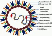 Human metapneumovirus. Virus HMPV. HMPV Virus. Virus Human metapneumovirus. Human metapneumovirus Virus. HMPV Virus Structure. Struktur Virus HMPV. Model Structure of HMPV. Struktur HMPV. Model Structure of HMPV Virus. यह कोई टिकटॉक वीडियो नहीं है. यह कोई