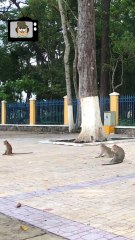Monkeys in India