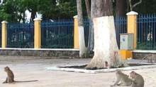 Monkeys in India