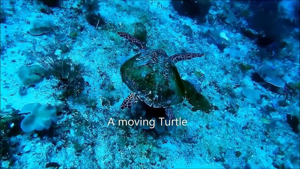 Beautiful Deep Sea Lives