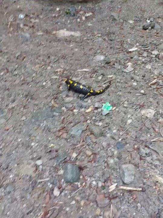 Salamandra