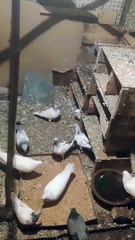 भोपाल के अजीबो गरीब चोर पालतू कबूतर चोरी करके ले गए