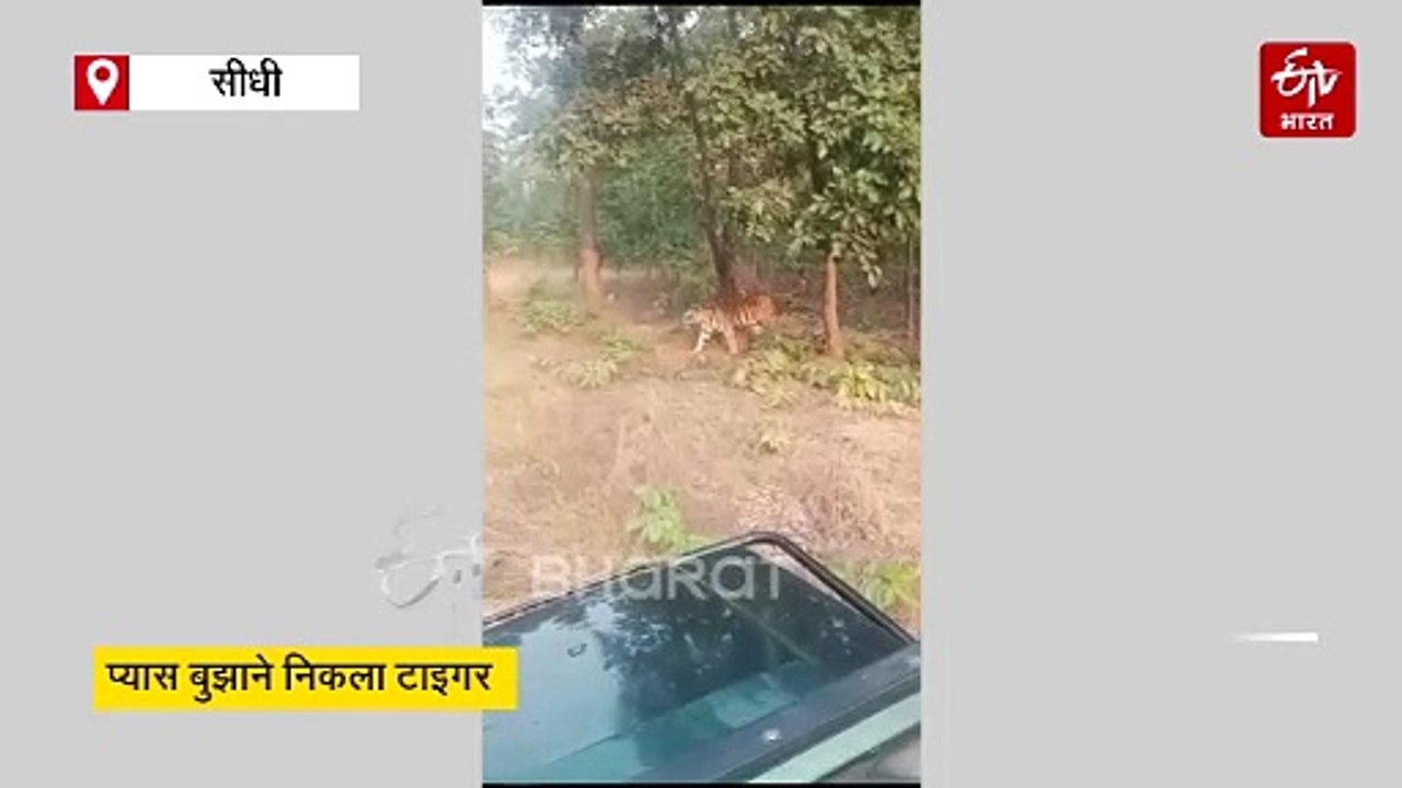 सीधी में प्यास बुझाने निकला टाइगर, दहाड़ सुन पर्यटकों के खड़े हुए रोंगटे