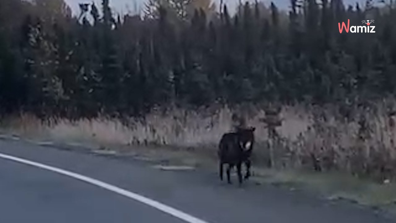 Mysteriöses Tier läuft durch Alaska, bis die Behörden ihm mit einem Gentest auf die Spur kommen