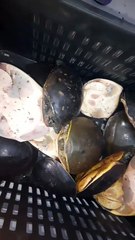 (HOLD)চন্দননগর স্টেশন থেকে কচ্ছপ উদ্ধার,গ্রেফতার মহিলা।