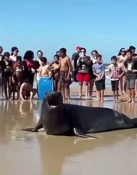 Primo do Joca? Leão-marinho aparece em praia e surpreende banhistas