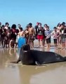Primo do Joca? Leão-marinho aparece em praia e surpreende banhistas