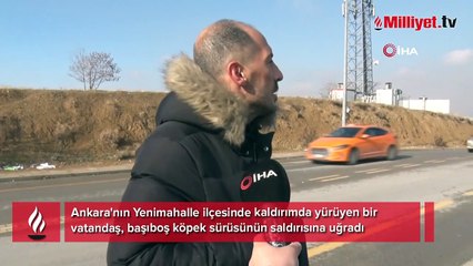 Ankara'da başıboş köpekler dehşet saçtı! Çaresiz adamı defalarca ısırdılar