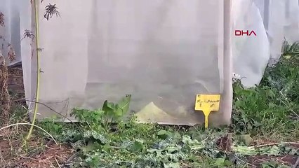 Samsun’da yerli kenevirin genetik haritası genişliyor