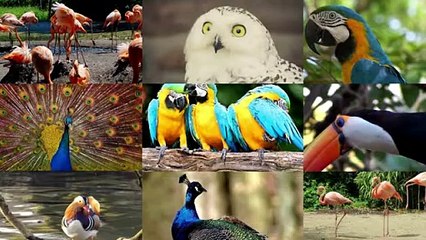 Incredible Avian Diversity： TOP 10 World's Most Beautiful Birds