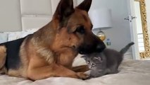 German Shepherd Meets New Kitten for the First Time!