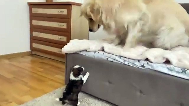 Golden Retriever Reacts to Adorable Puppy [TRY NOT TO LAUGH]