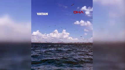 Kınalıada açıklarında yetişkin yunusun yaptığı hareket bilim dünyasını harekete geçirdi!