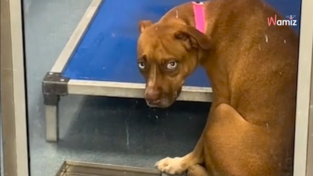 Tous ses chiots ont été adoptés au refuge, mais pas elle : le regard de cette maman hante la toile (vidéo)