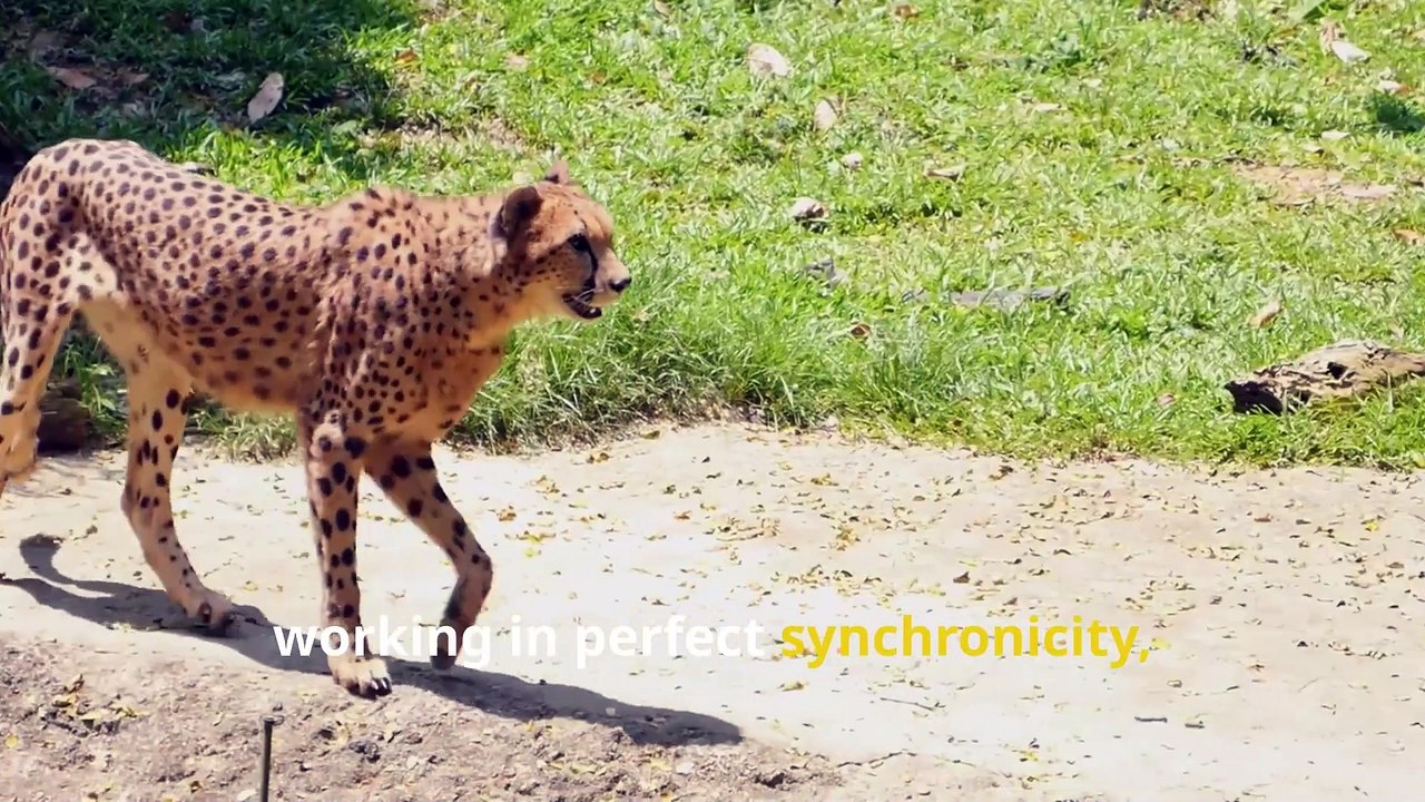 Amazing Cheetah Facts, Speed, Spots, and Sprinting Superpowers!