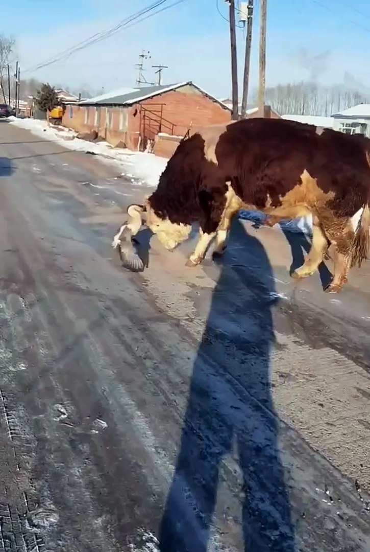 ⁣Cute animals 😂funniest pets  #shortsvideo #cuteanimls #cutespets #animals #shorts