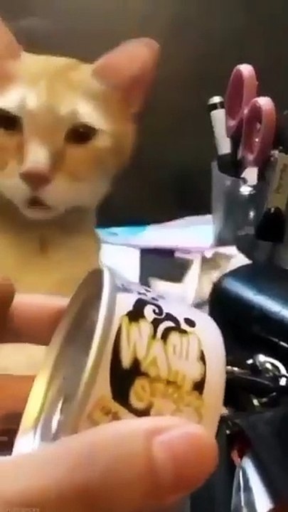 MOMEN FUNNY ANIMALS