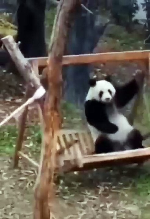 MOMEN FUNNY ANIMALS