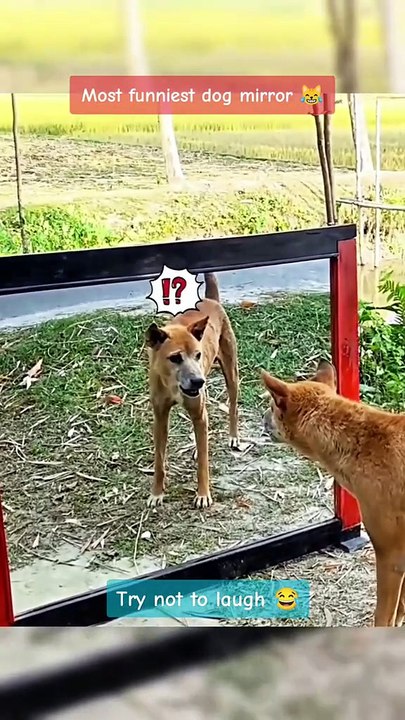MOMEN FUNNY ANIMALS