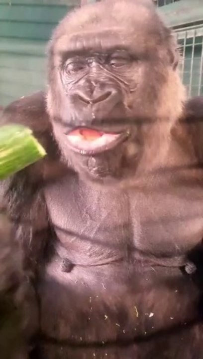 Majestic Gorilla Enjoys a Meal with a Surprising Twist at the End"