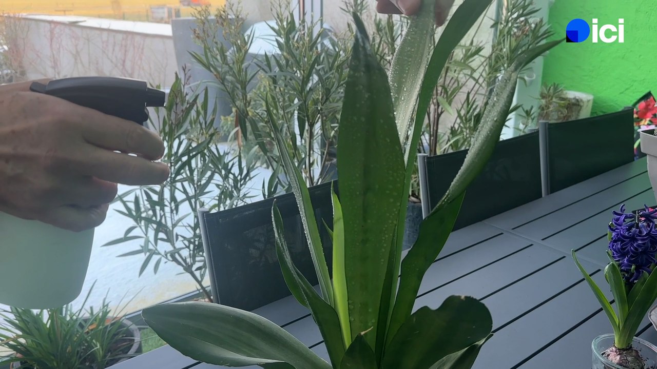 Roland Motte, jardinier : prenez soin de vos plantes vertes en hiver