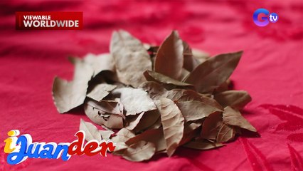 Unli travel, 6 digits na kita, at lupa, hatid na pampasuwerte daw ng dahon ng laurel?! | I Juander