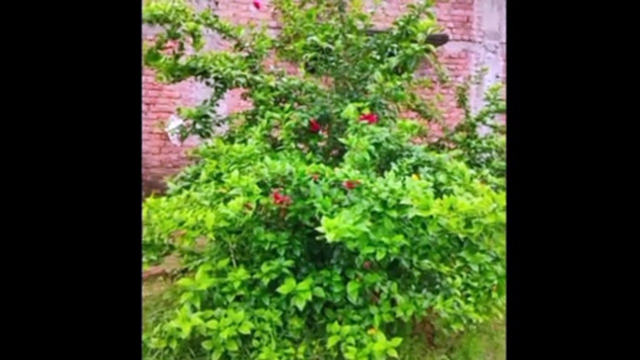 इस पौधे का फूल आपको हमेशा जवान रखेगा और बालों को झड़ने से रोकेगा