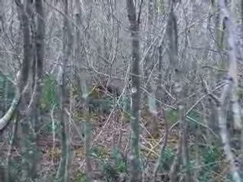 des sangliers cochon