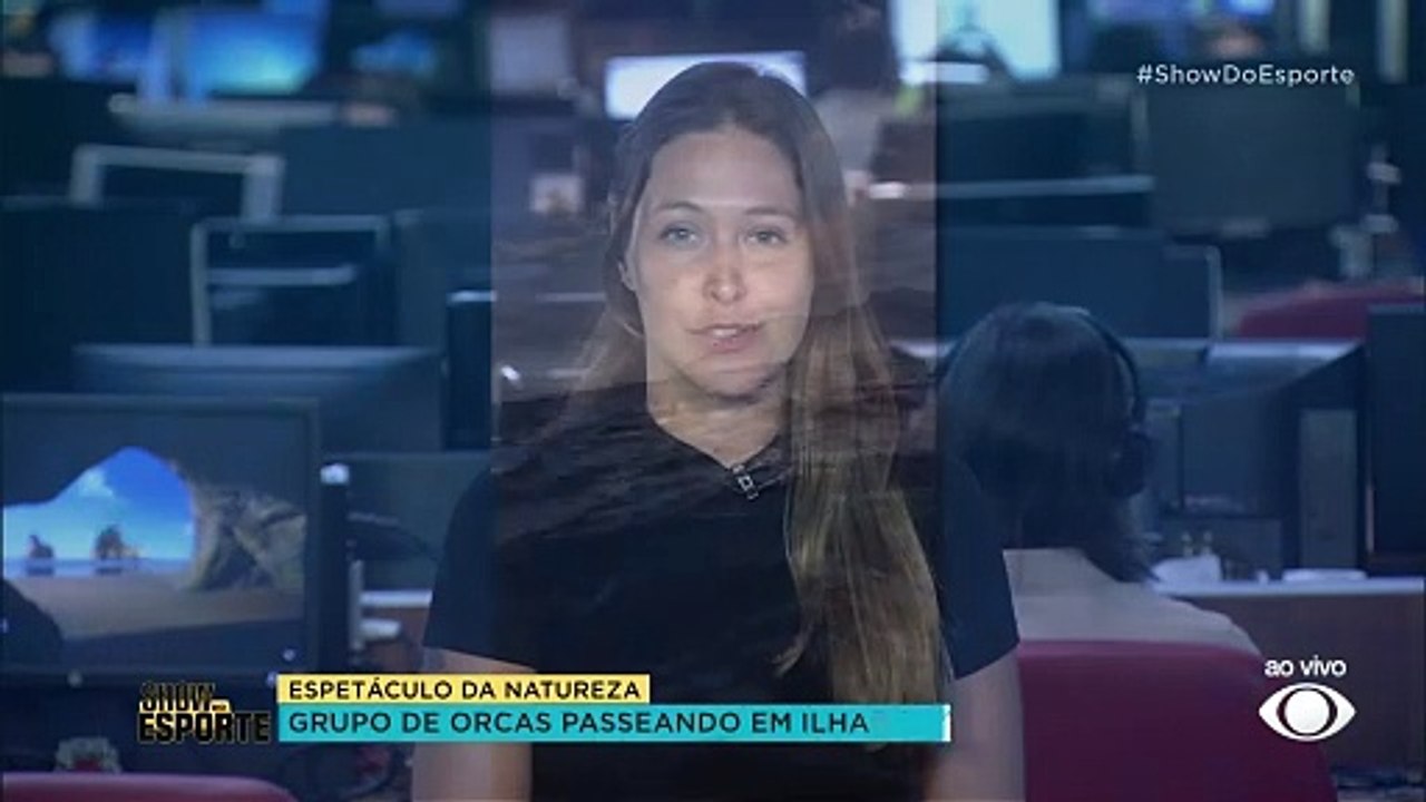 Grupo de orcas é flagrado 'passeando' por Ilhabela, em SP