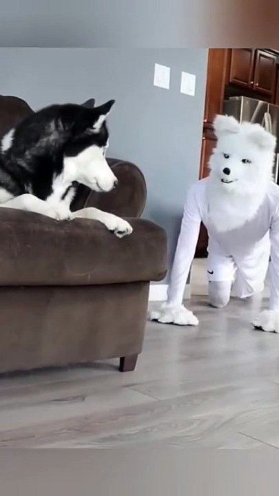 MOMEN FUNNY ANIMALS