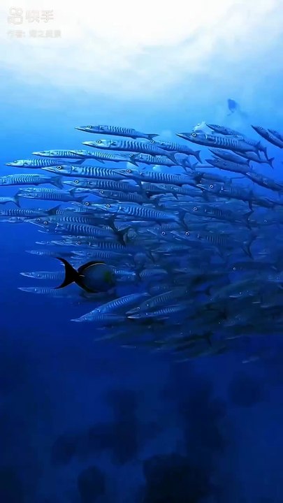 Aquarium 2