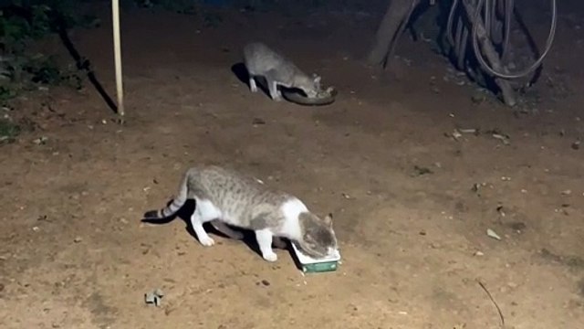 நம்ம ஊரு ஆடானை