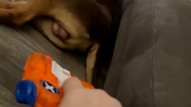 Dog sleeping on the floor gets sprayed with water gun and wakes up startled