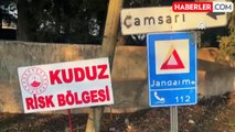 Hatay'da kuduz alarmı: Bir mahalle riskli alan ihale edildi