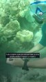 Cultivar coral para recuperar los arrecifes