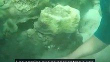 Cultivar coral para recuperar los arrecifes