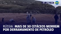 Mais de 30 cetáceos morreram após derramamento de petróleo no Mar Negro