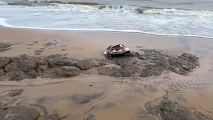 Olive Ridle's Stunning Visuals