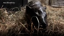 Meet Poppy, the Next Moo Deng! Virginia Zoo Names Baby Hippopotamus After Heated Vote