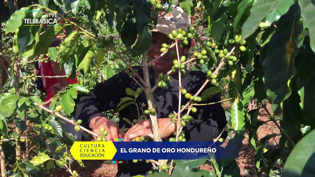STVE Informa: El grano de oro hondureño